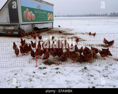 New Hampshire Huhn in die Freeland mit Schlaf box 25.01.2015 Stockfoto