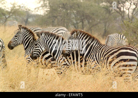 Eine Herde von gemeinsamen Zebras Equus Quagga, stehend in der Savanne Serengeti Nationalpark, Tansania Stockfoto