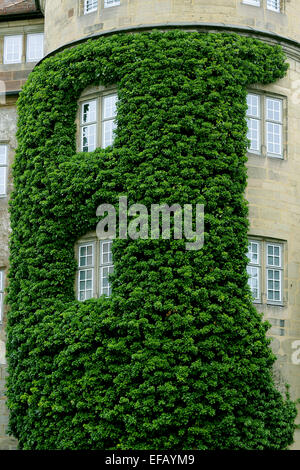 Appartement-Hausmauer mit Efeu bedeckt Stockfoto