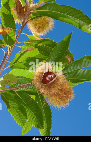 Spanisch Caramel, Obst, Edelkastanie, Esskastanie, echten Kastanie, Marone, Früchte, Castanea Sativa, Châtaignier Commun Stockfoto