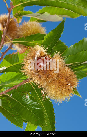 Spanisch Caramel, Obst, Edelkastanie, Esskastanie, echten Kastanie, Marone, Früchte, Castanea Sativa, Châtaignier Commun Stockfoto