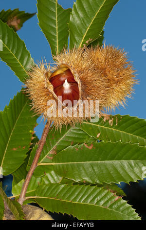 Spanisch Caramel, Obst, Edelkastanie, Esskastanie, echten Kastanie, Marone, Früchte, Castanea Sativa, Châtaignier Commun Stockfoto