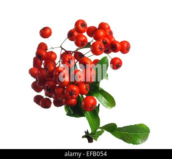 Rosenstrauss rot Rowan isoliert auf weißem Hintergrund Stockfoto