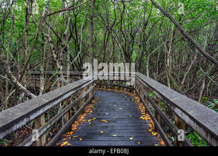 Erhöhten Holzsteg durch die Feuchtgebiete des Everglades National Park, Florida Stockfoto