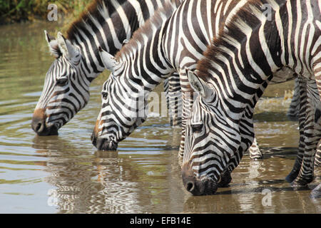 Eine Gruppe von gemeinsamen Zebras Equus Quagga, trinken aus einem Wasserloch im Serengeti Nationalpark, Tansania Stockfoto