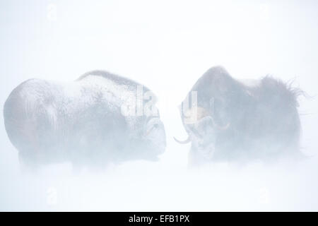 Moschusochsen (Ovibos Moschatus) kämpfen in einem Schneesturm, Dovrefjell-Sunndalsfjella-Nationalpark, Norwegen Stockfoto