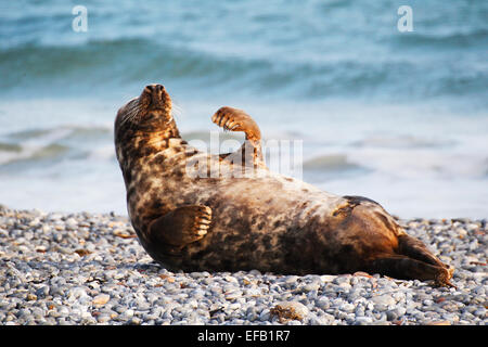 Graue Dichtung, Kegelrobbe (Halichoerus Grypus), Helgoland, Schleswig-Holstein, Deutschland, Europa Stockfoto