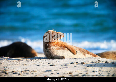 Graue Dichtung, Kegelrobbe (Halichoerus Grypus), Helgoland, Schleswig-Holstein, Deutschland, Europa Stockfoto