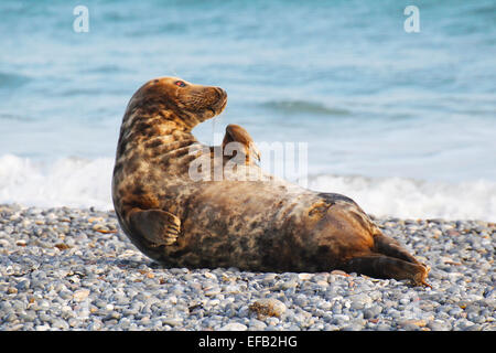 Graue Dichtung, Kegelrobbe (Halichoerus Grypus), Helgoland, Schleswig-Holstein, Deutschland, Europa Stockfoto