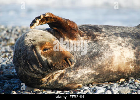 Graue Dichtung, Kegelrobbe (Halichoerus Grypus), Helgoland, Schleswig-Holstein, Deutschland, Europa Stockfoto