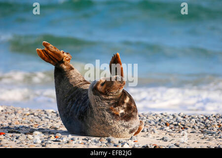 Graue Dichtung, Kegelrobbe (Halichoerus Grypus), Helgoland, Schleswig-Holstein, Deutschland, Europa Stockfoto