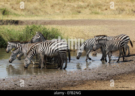 Eine Herde von gemeinsamen Zebras Equus Quagga, trinken aus einem Wasserloch im Serengeti Nationalpark, Tansania Stockfoto