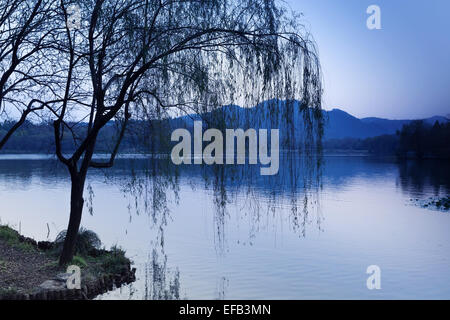 Schwarzen Trauerweide Silhouette an der Küste. Wandern rund um den berühmten West Lake Park in der Innenstadt von Hangzhou, China. Blau getönten ph Stockfoto