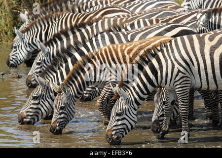 Eine Gruppe von gemeinsamen Zebras Equus Quagga, trinken aus einem Wasserloch im Serengeti Nationalpark, Tansania Stockfoto