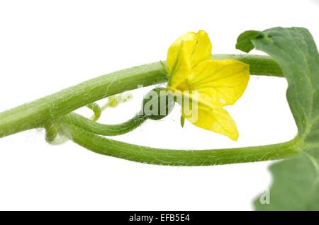 Wassermelone Blüte auf Stamm auf weißem Hintergrund Stockfoto