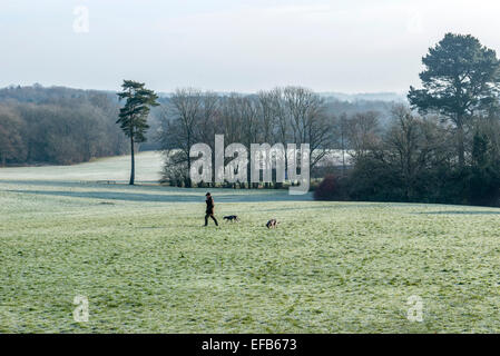 Dogwalker bei East Court Estate. East Grinstead. West Sussex. UK Stockfoto