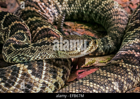 Eastern Diamondback Rattlesnake / östliche Diamant-backed Klapperschlange (Crotalus Adamanteus), südöstlichen Vereinigten Staaten Stockfoto