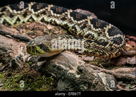 Eastern Diamondback Rattlesnake / östliche Diamant-backed Klapperschlange (Crotalus Adamanteus) giftige pit Viper, die ursprünglich aus den USA Stockfoto