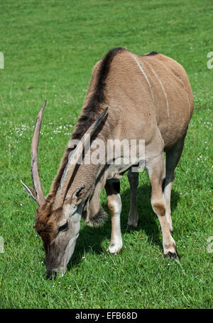 Gemeinsame Eland / southern Eland / Eland-Antilopen (Tauro Oryx) in Grasland Weiden Stockfoto