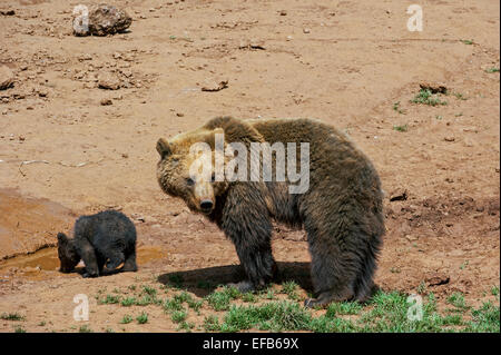 Eurasische Braunbären (Ursus Arctos Arctos) Jungtier aus Pfütze zu trinken, während wachsam Mutter ist auf der Suche nach Gefahr Stockfoto