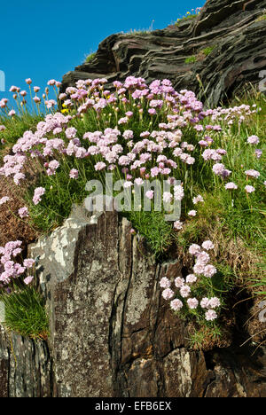 Eine Gruppe von rosa Meer auf einer Klippe. Küsten-Anlage des Sommers, aka Sparsamkeit / Armeria Maritima. Stockfoto