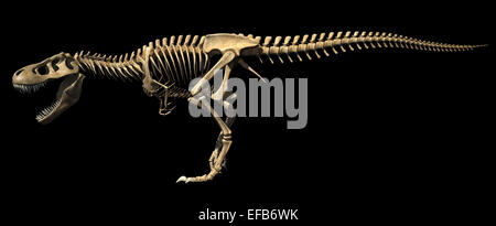 T-Rex Dinosaurier fotorealistische und wissenschaftlich korrekte, vollständige Skelett in dynamischer Pose, Seitenansicht. Auf schwarzem Hintergrund. Stockfoto