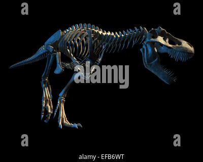 T-Rex Dinosaurier fotorealistische und wissenschaftlich korrekte, vollständige Skelett in dynamischer Pose, perspektivische Ansicht. Auf schwarzem Hintergrund Stockfoto