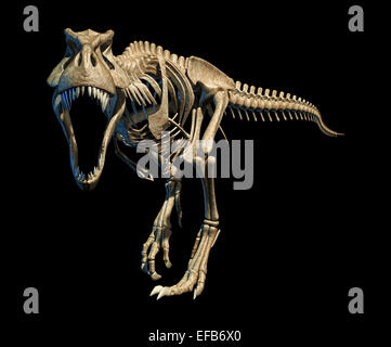 T-Rex fotorealistische und wissenschaftlich korrekte, vollständige Skelett in dynamischer Pose, auf schwarzem Hintergrund. Ansicht von vorne. Mit clipping Stockfoto