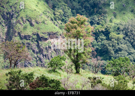 Blick auf Bäume und Little Adams Peak von Adams Peak.green Landschaft gesehen. Hügel, Berg, Berg. Ella Gap. Stockfoto