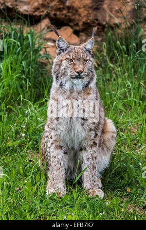 Eurasischer Luchs (Lynx Lynx) auf Basis der Felswand sitzen Stockfoto