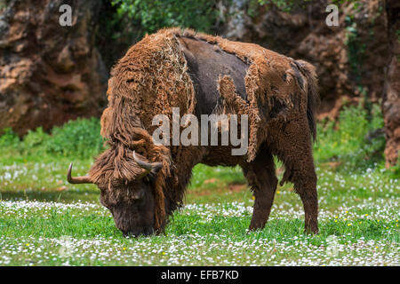 Mauser Wisente / Wisent (Bison Bonasus) Rasen im Frühjahr in Wiese weiden Stockfoto