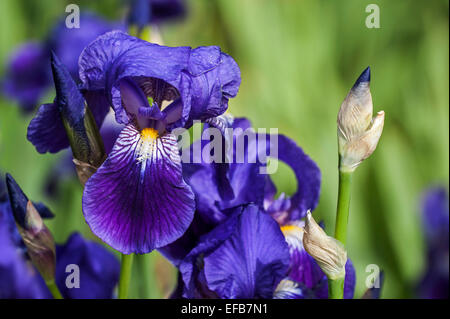 Deutsch-Iris (Iris Germanica) Nahaufnahme von Blüten und Knospen Stockfoto