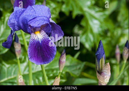 Deutsch-Iris (Iris Germanica) Nahaufnahme von Blüten und Knospen Stockfoto