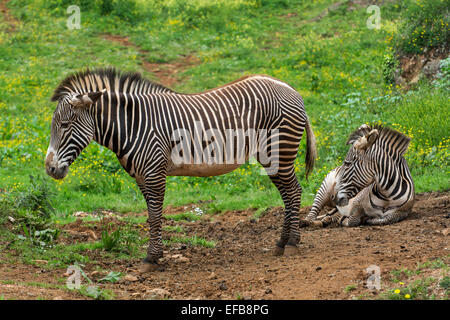 Zwei Grévy-Zebras / imperial Zebra (Equus Grevyi) stammt aus Kenia und Äthiopien Stockfoto