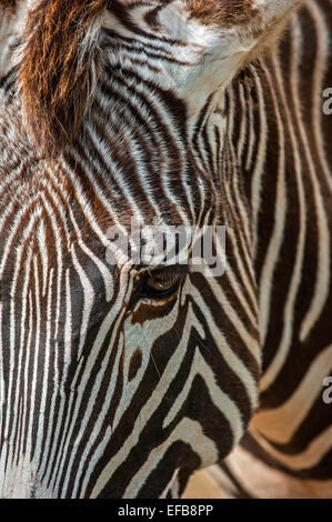 Grévy Zebras / imperial Zebra (Equus Grevyi) stammt aus Kenia und Äthiopien, Nahaufnahme von gestreiften Kopf Stockfoto