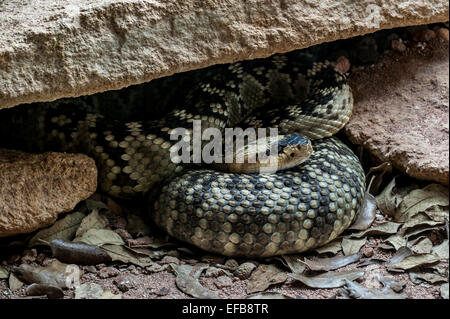 Nördlichen schwarz-angebundene Klapperschlange / schwarz angebundene Klapperschlange / grüne Rattler (Crotalus Molossus) ruhen zusammengerollt unter Felsen Stockfoto