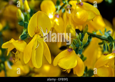 Gemeinsamen Besen / Scotch Broom / Scot's Besen / englische Ginster (Cytisus Scoparius / Sarothamnus Scoparius) in Blüte Stockfoto