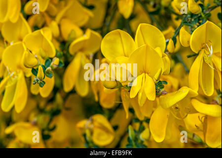 Gemeinsamen Besen / Scotch Broom / Scot's Besen / englische Ginster (Cytisus Scoparius / Sarothamnus Scoparius) in Blüte Stockfoto