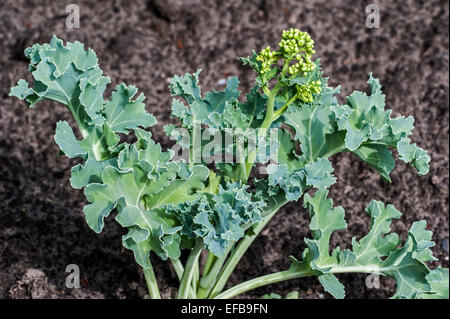 Seekohl / Seakale / Krambe (Crambe Maritima) Nahaufnahme der Blätter und Blütenknospen im Frühjahr Stockfoto