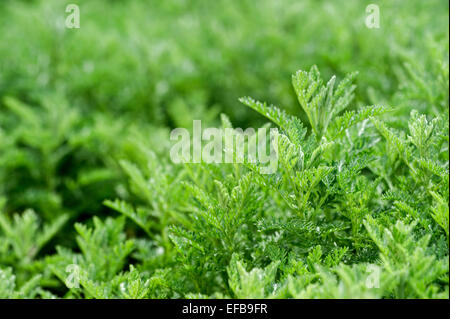 Meer Wermut / alte Frau (Artemisia Maritima / Seriphidium Maritimum) Großaufnahme der Blätter Stockfoto