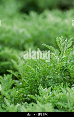 Meer Wermut / alte Frau (Artemisia Maritima / Seriphidium Maritimum) Großaufnahme der Blätter Stockfoto