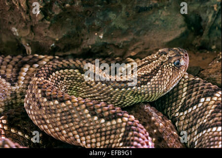 Südamerikanische Klapperschlange / tropische Klapperschlange / neotropical Rattlesnake / Guyana Klapperschlange (Crotalus Durissus Terrificus) Stockfoto