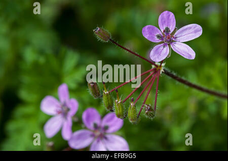 Redstem Filaree / Storksbill / gemeinsame Stork es-Rechnung (Erodium Cicutarium) in Blüte Stockfoto