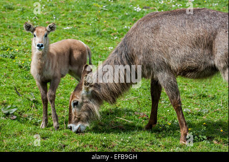 Wasserbock (Kobus Ellipsiprymnus) weibliche mit Kalb, in Afrika südlich der Sahara heimisch Stockfoto