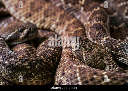 Zwei Western Diamondback Klapperschlangen / Texas-Diamant-Rücken-Klapperschlange (Crotalus Atrox) zusammengerollt, ursprünglich aus den Vereinigten Staaten Stockfoto