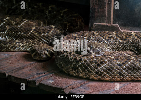 Zwei Western Diamondback Klapperschlangen / Texas-Diamant-Rücken-Klapperschlange (Crotalus Atrox) zusammengerollt in Gebäude, ursprünglich aus den USA Stockfoto