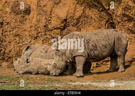 White Rhino / Square-lippige Rhinoceros (Ceratotherium Simum) Familiengruppe zeigt, Männlich, weiblich und Kalb ruhen Stockfoto