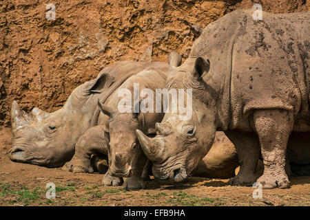 White Rhino / Square-lippige Rhinoceros (Ceratotherium Simum) Familiengruppe zeigt, Männlich, weiblich und Kalb ruhen Stockfoto