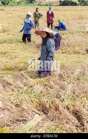 Thai Frauen arbeiten, ernten Reis von hand aus einem Reisfeld auf einem Bauernhof in Chiang Rai, Thailand Stockfoto