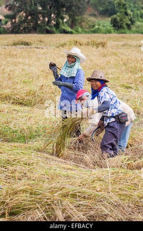 Glücklich, Lächeln Thai Frauen arbeiten die Ernte von hand aus einem Reisfeld auf einem Bauernhof in Chiang Rai, Thailand Reis Stockfoto